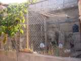Area for animals