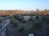 Olive Orchard