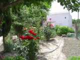 Garden 1