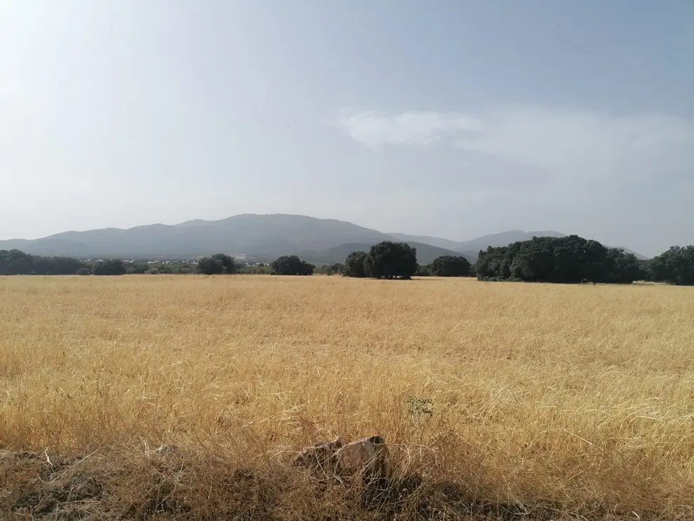 V3176, Baul, Granada